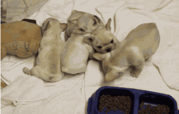 http://img3.dreamies.de/img/529/b/bi6ed2e1nym.gif