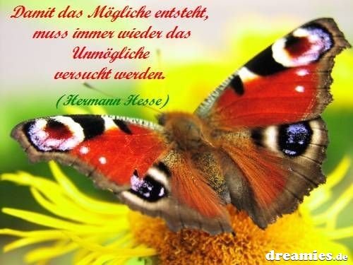 ext. Bild