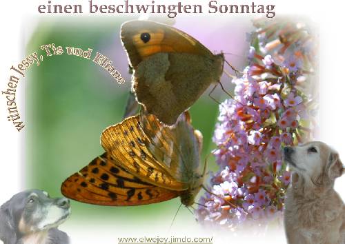 An den Beitrag angehängtes Bild: http://img3.dreamies.de/img/994/b/yjdq7r4xn7u.jpg